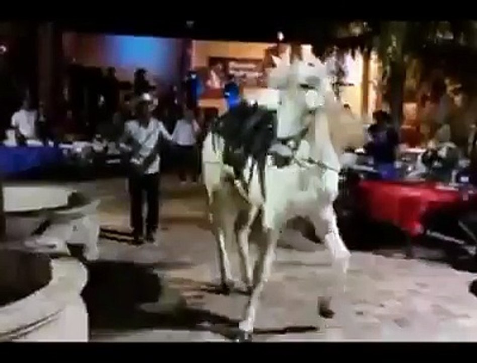 Horse Dancing on Arabian music