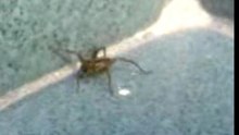 Araña