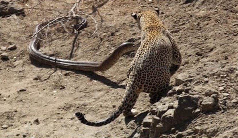 Giant Anaconda vs Jaguar - Python vs Tiger - Python vs Leopard