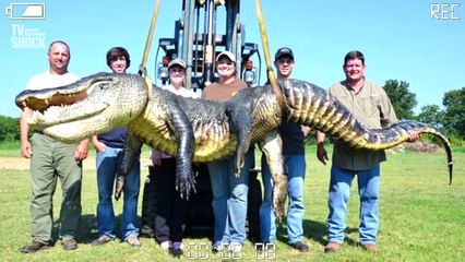 В ПАНАМЕ ПОЙМАН ГИГАНТСКИЙ КРОКОДИЛ