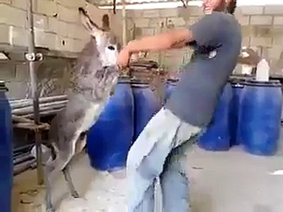 Dance With Donkey Very Funny