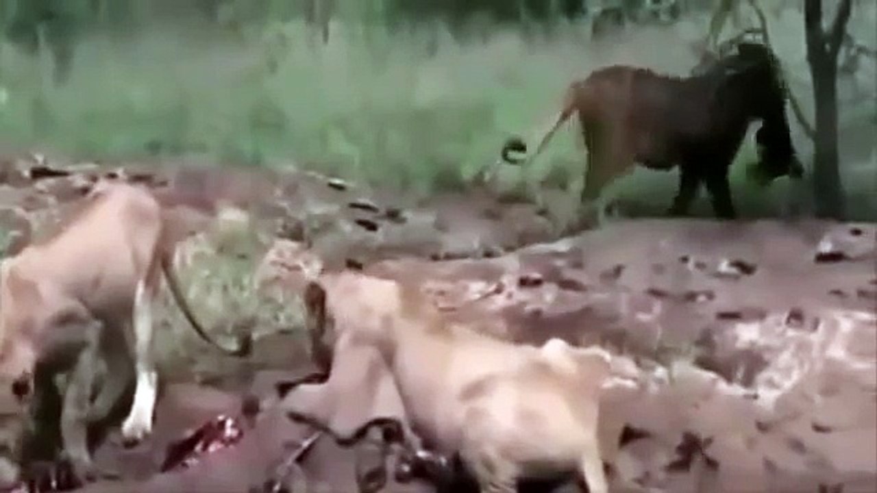 The Lion Max Power - Animals National Geograpchic - Wildlife Documentary