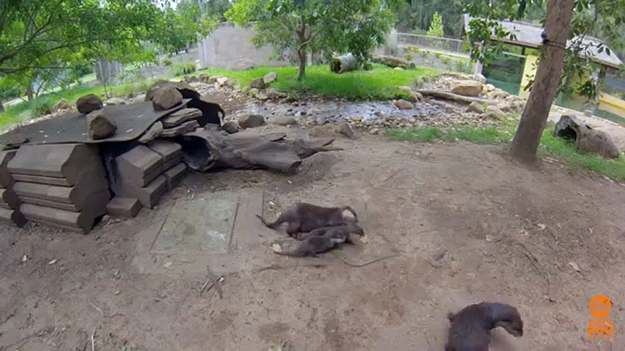 Otter pups emerge from their den at Taronga Western Plains Zoo