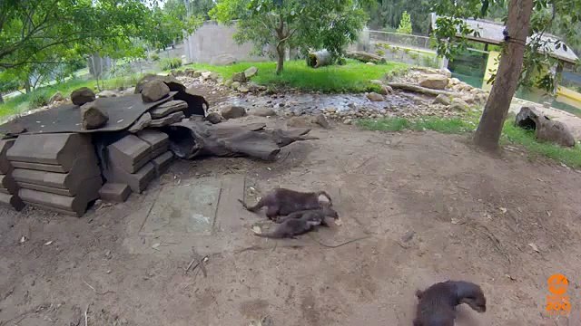 Otter pups emerge from their den at Taronga Western Plains Zoo