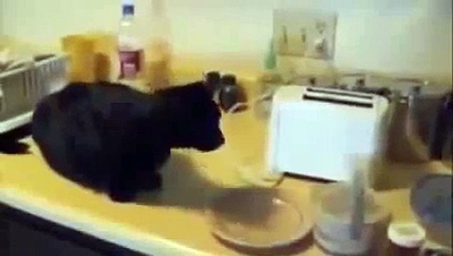 funny video 2014 Part21, Funny 2015, Prank 2015, Funny Prank 2015, Video 2015