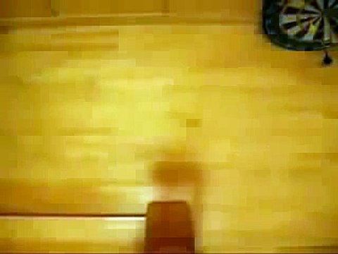 cats videos funny, Funny 2015, Prank 2015, Funny Prank 2015, Video 2015