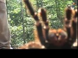 Amazon giant spiders attacking the camera, Funny 2015, Prank 2015, Funny Prank 2015, Video 2015