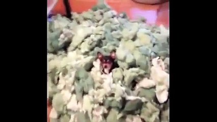 These adorable dogs and funniest of the year, Funny 2015, Prank 2015, Funny Prank 2015, Video 2015