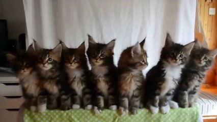 The cat that sings, Funny 2015, Prank 2015, Funny Prank 2015, Video 2015