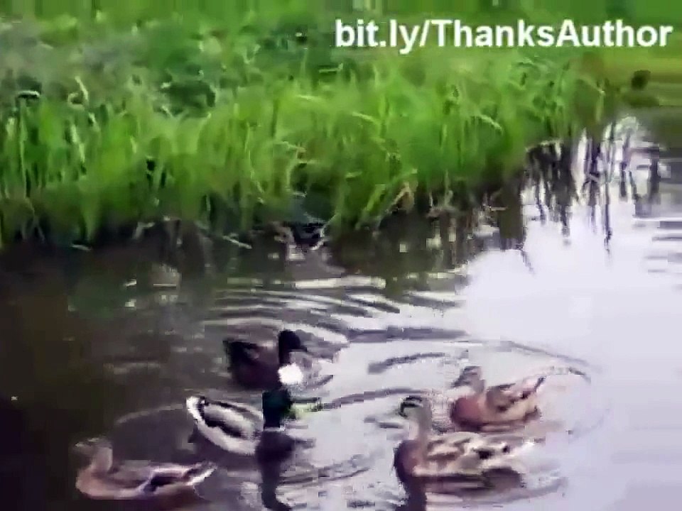 Laughing  broken hearted   Cats play in the water with clips, Funny 2015, Prank 2015, Funny Prank 2015, Video 2015