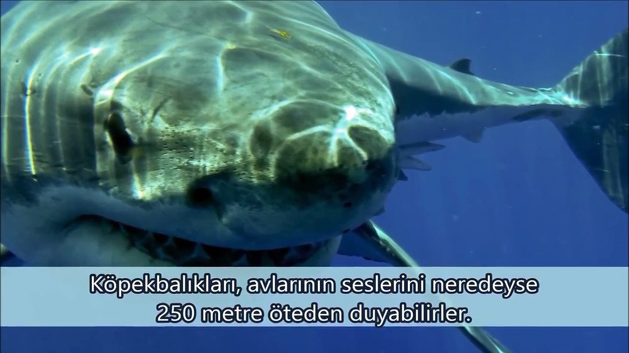 Köpek Balıkları Hakkında 10 Enteresan Bilgi