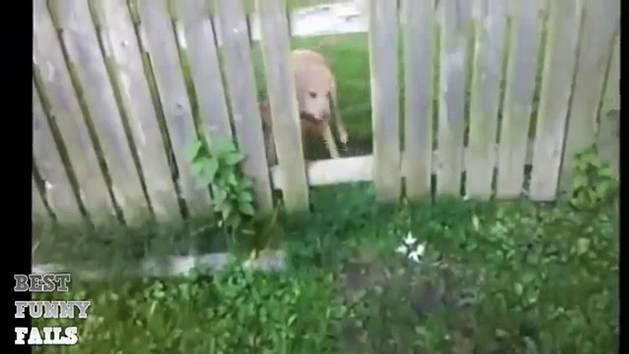 Funny dogs September 2015. Morsomme videoer. Roliga filmer. Hauskoja videoita