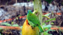 Green Birds, Taiwan barbet | Most relaxing birds chirping sounds