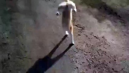 Котэ психанул _)