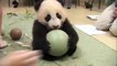 Маленькая смешная панда - жадина. Смешное видео про животных