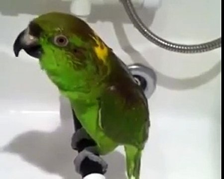 Попугай Микеша поет песню Беловежская пуща!