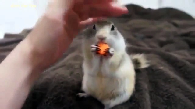 САМОЕ СМЕШНОЕ ВИДЕО! СМЕШНЫЕ ЖИВОТНЫЕ!