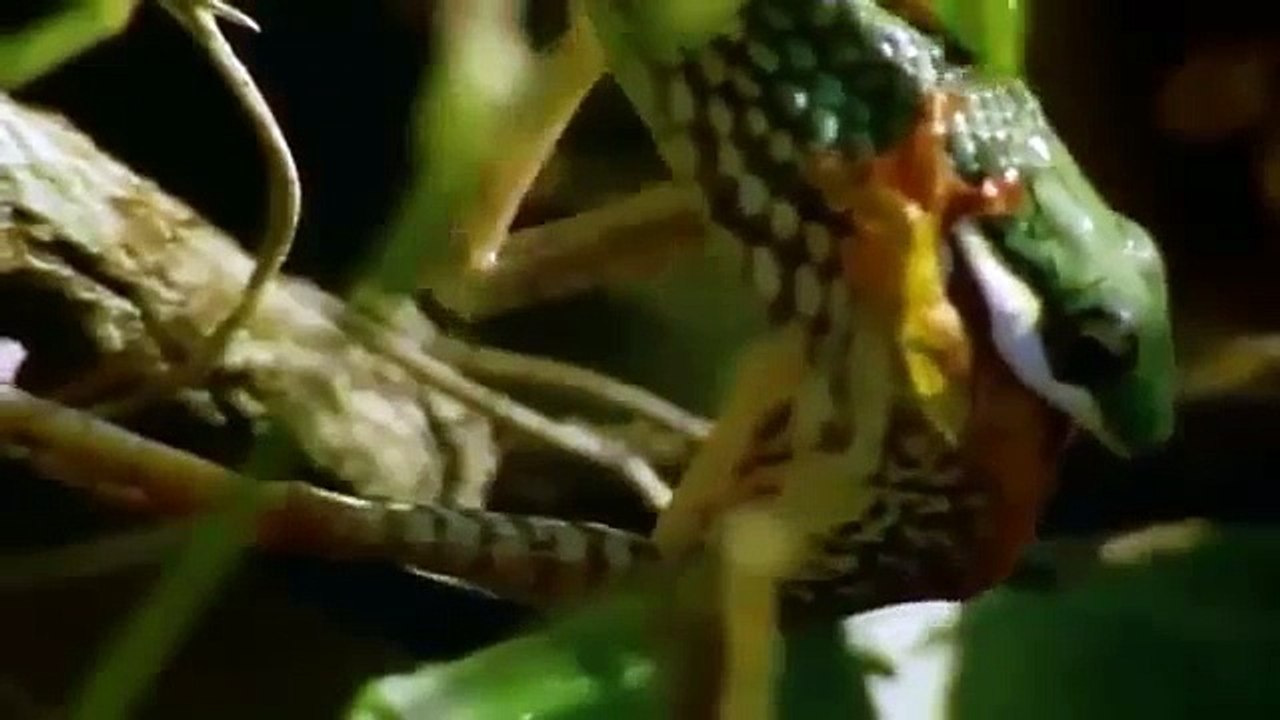 غريب جداً .. ثعبان يصطاد ضفدع حى بدون أن يلدغه