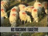 Nis vaksinimi i bagëtive - Vizion Plus - News - Lajme