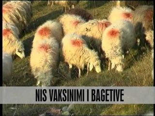 Nis vaksinimi i bagëtive - Vizion Plus - News - Lajme