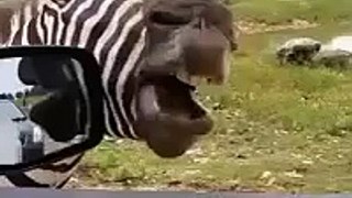 Now thats hilarious Talking Zebra