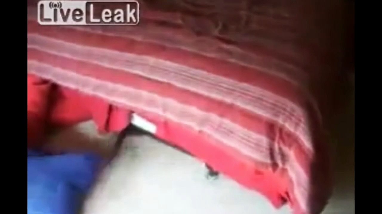 Super Funny VIdeo: Dogs just don t want to bath