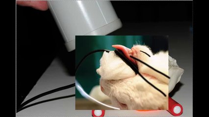 Standard Canine Digital Dental Radiography