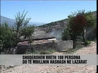 Ndalohen punëtoret e hashashit - Vizion Plus - News - Lajme