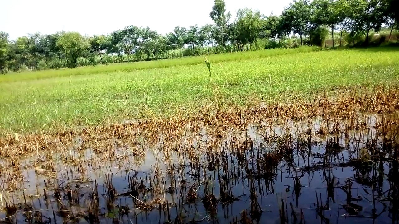 Flood In Pakistan 2015 deadly flood in River Indus at the district Layyah