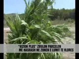 Kultivimi i bimëve narkotike - Vizion Plus - News - Lajme