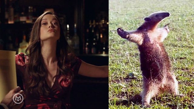 Summer Glau Imitates Popular Animal Memes - Speakeasy