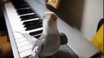 Very Amazing - Parrot is Singing on Piano