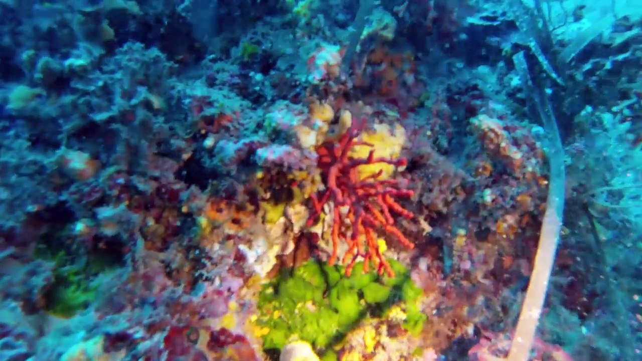 Sec des Carrières - Cyana Plongée Hyeres