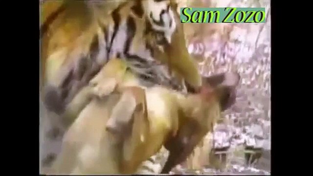 tiger hunting dog