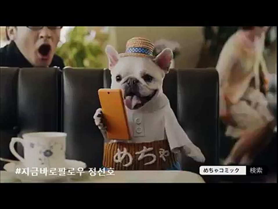 funny dogs