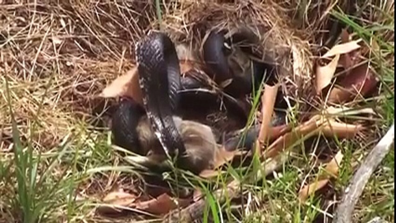 Snake vs Rabit fight