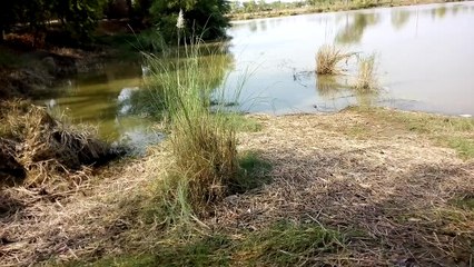 Flood In Pakistan 2015 deadly flood in River Indus at the district Layyah