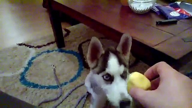 Dog eats lemon for the first time