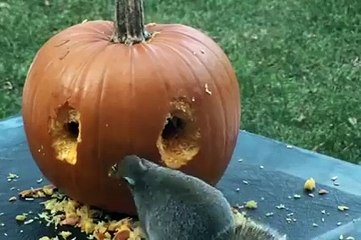 Amazing - Halloween Pumpkin Makes by Mouses