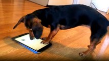 Köpek Tablet Bilgisayarda Oyun Oynadı