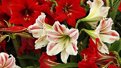 Most beautiful blossoming amaryllis flowers | Blooming indoor plants time lapse