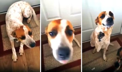 Suçlu Köpeğin Komik Tepkileri