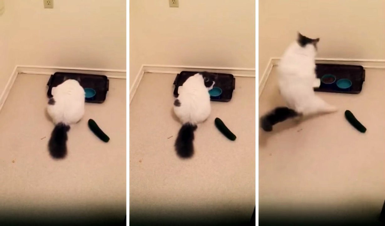 Salatalıktan Korkan Kedi