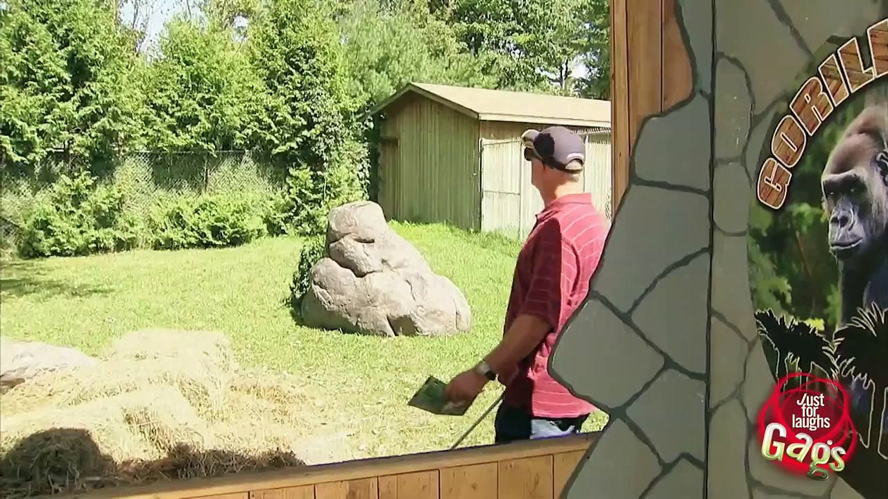 Mejores Bromas Hombre ciego entra a exhibición de gorilas