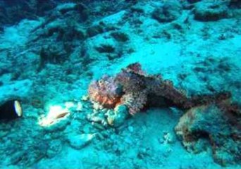 Diver Treated to Beautiful Scenery at Similan Islands