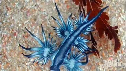 Deadly Sea Creature - Blue Angel