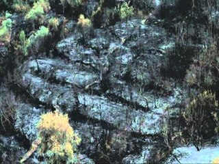 REAGON PARTIA SOCIALISTE ZJARRET NE PARKUN E DAJTIT NE INTERES TE FAMILJES BERISHA LAJM