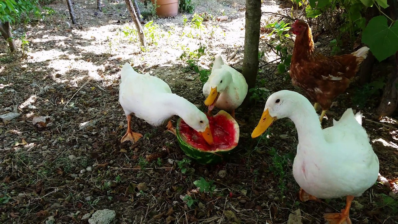 KARPUZ DEDİĞİN BÖYLE YENİR :))))))