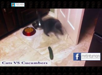 Cats VS Cucumbers