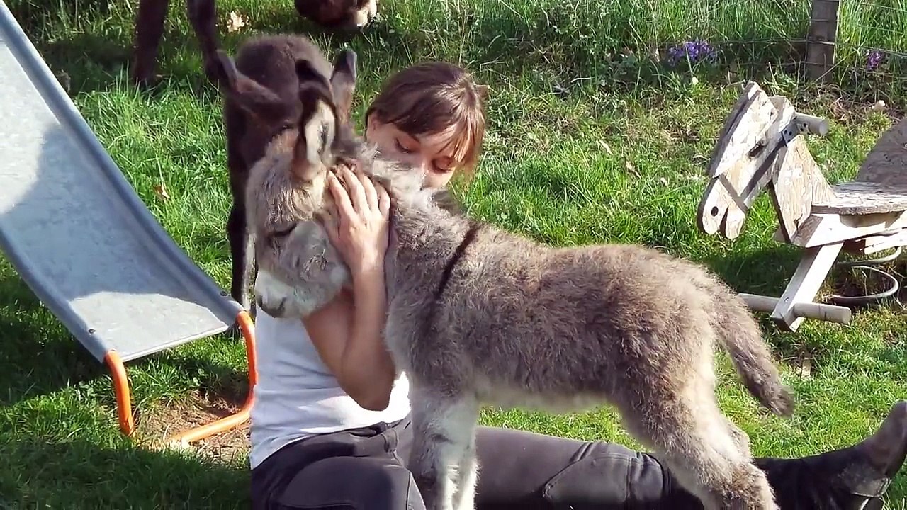 Un bébé âne trop mignon!!! Craquant